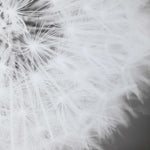 Dandelion Seedhead - Framed Print - Black