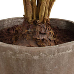 Zamia - Palm Accent In Planter - Green