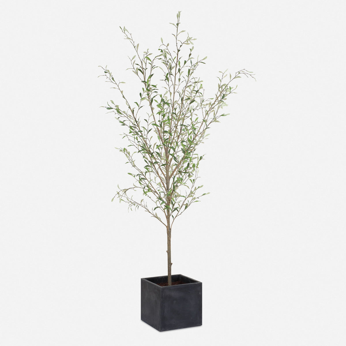 Abundance - Potted Olive Tree - Black