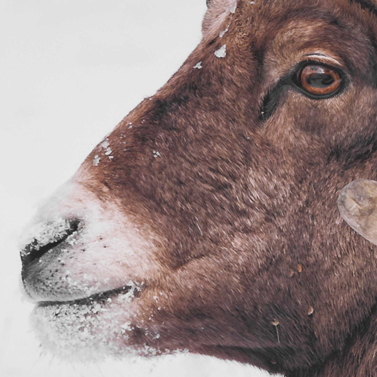 Big Horn - Sheep Framed Print - Black / Brown / White