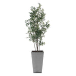 Sonora Olive - Tree In Planter - Gray / Green