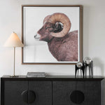 Big Horn - Sheep Framed Print - Black / Brown / White