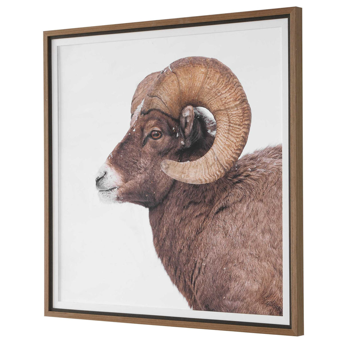 Big Horn - Sheep Framed Print - Black / Brown / White