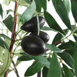 Olea - Potted Olive Tree - Green